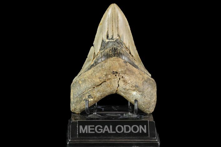 Fossil Megalodon Tooth - North Carolina #109721